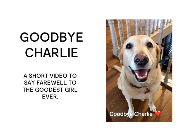 Goodbye to Charlie the Labrador Video from Designer Stacy Chan